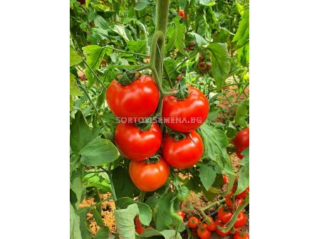 Семена домати ИСМИНИ - червени, индетерминантни - 500 с.