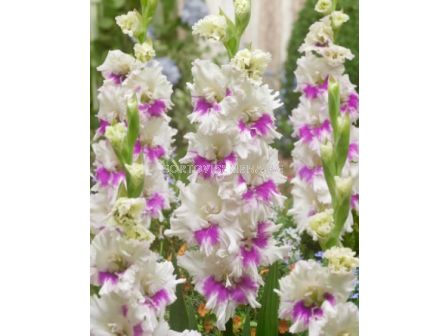 Гладиол/ large-flowered Violet Heart 10/12 - 1 бр.