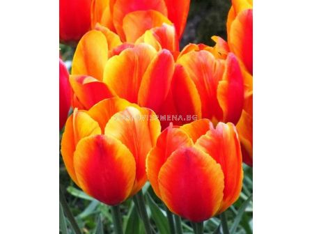 Лале Еarly Flair 1 бр