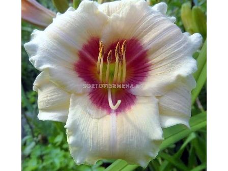 Хемерокалис  BRILLIANT CIRCLE / 1 бр