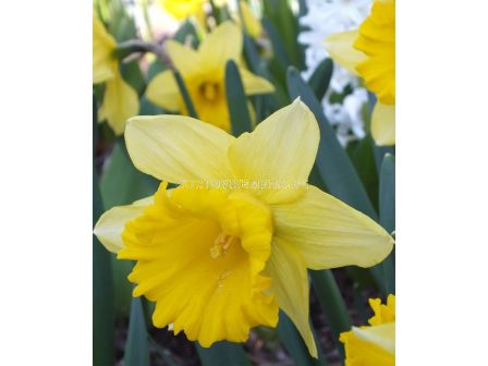 Нарцис  Rijnveld's Early Sensation-1 бр.