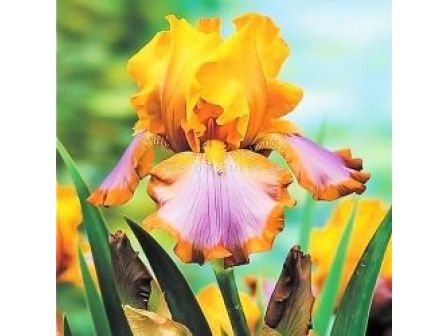 Ирис жълт с пурпурно / iris germanica brown lasso / 1 бр