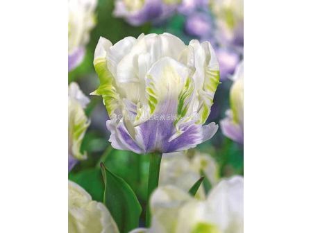 Лале /Tulip White Lizard/ 1 бр