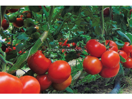 Семена домати Ново Грандо F1 TSWV