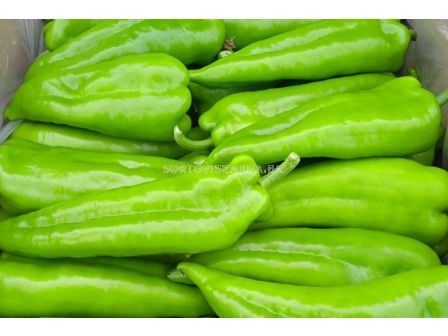 Семена пипер Азимут /TSWV/ - 500 семена