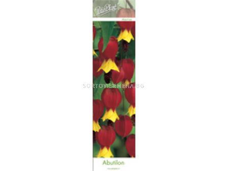 Абутилон (Abutilon) Chinese Lantern