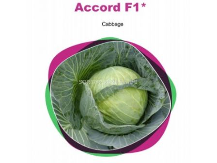 Семена зеле Акорд/ Cabbage Accord Sakata 