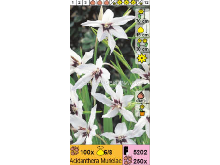 Ацидантера Murielae - 1 брой