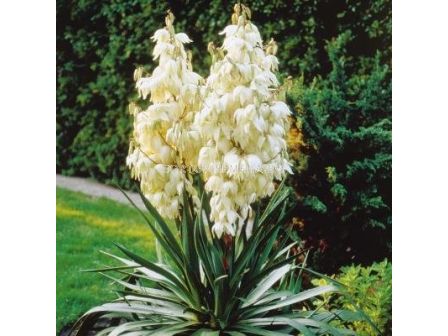 Юка-Yucca Filamentosa - 1 бр				