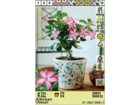 Пустинна роза/ Adenium Obesum - 1 брой