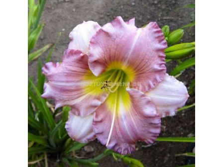 Хемерокалис /HEMEROCALLIS ELEONORE/ 1 бр