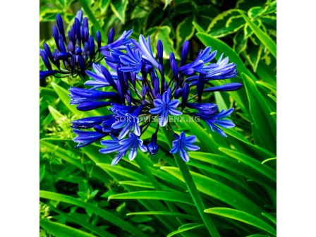 Агапантус / Agapanthus umbellatum blue / 1 бр