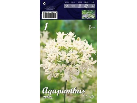 Агапантус Бял -  Agapanthus White