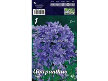 Агапантус Син -  Agapanthus Blue