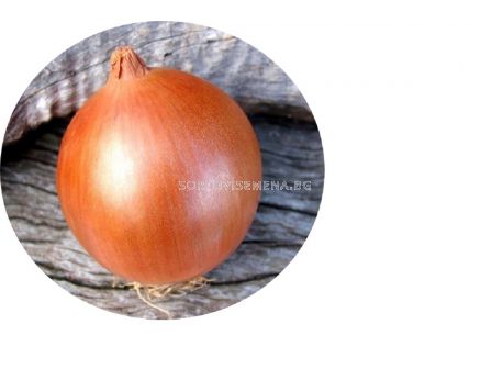 Лук на дългия ден Соприло F1 /AgroTIP/