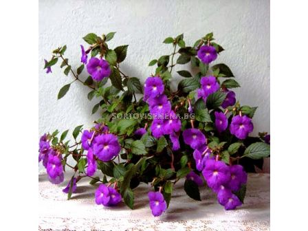 Ахименес лилав - Achimenes hybridum purple