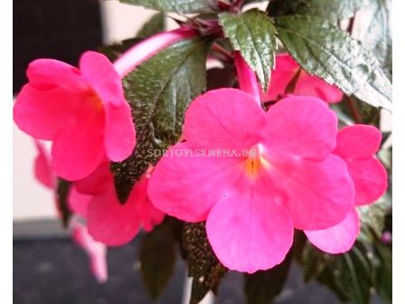 Ахименес розов - Achimenes hybridum pink