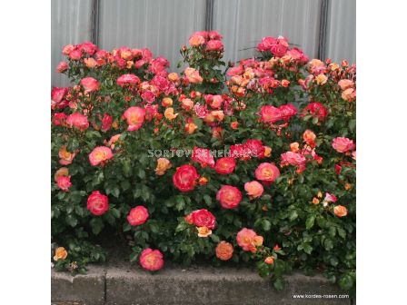 Роза Airbrush - 1 брой - 2 - sortovisemena.bg Роза Airbrush - 1 брой - 2