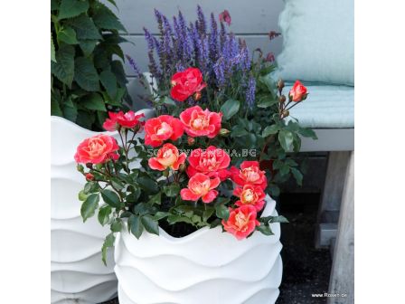 Роза Airbrush - 1 брой - 4