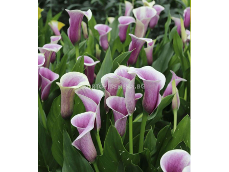 Кала Airbrush - 1 брой - sortovisemena.bg Кала Airbrush - 1 брой