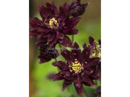 Аквилегия Черна кичеста - Aquilegia black