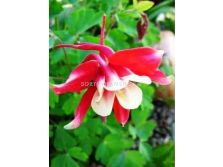 Аквилегия червена 