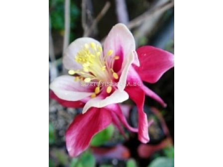 Аквилегия розова - Aquilegia pink