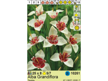 Тигридия Alba Grandiflora/ Tigridia - 1 опаковка - 8 броя