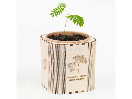 Тораф Комплект в кутия за отглеждане на албиция (Дърво на щастието) - 6