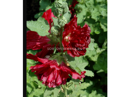 Ружа/ Alcea crimson spring celebrities rosea - 1 бр.