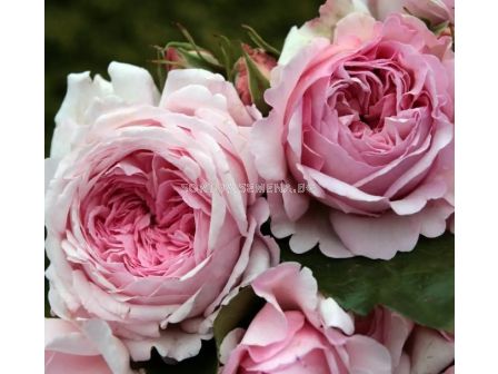 Роза Alexandra® - Princesse de Luxembourg (Храстова роза) серия Märchen Rosen - Kordes - 1 брой - 2