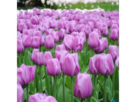 Лале/ Tulips triumph 'Alibi - 1 бр.