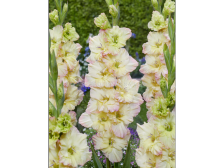 Гладиол Alicia / Gladiolus - 1 брой