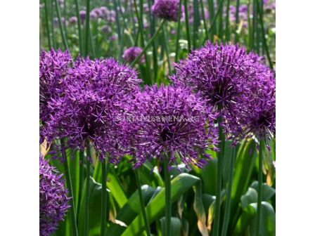 Декоративен лук /Allium Purple Rain - 1 бр.