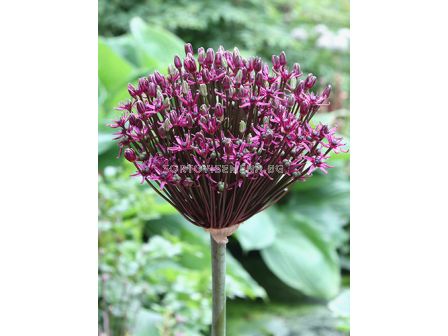 Декоративен лук / Allium Allium Magic  /- 1 бр