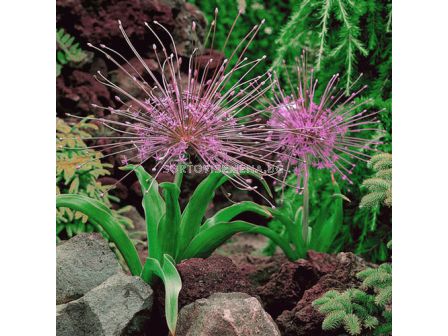 Декоративен лук /Allium Schubertii/ 1 бр
