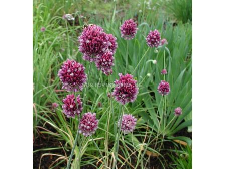 Декоративен лук / Allium scorodoprasum/ 1 бр