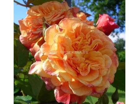 Роза Aloha® (катерлива роза), серия Klettermaxe- Kordes-1 брой - 1