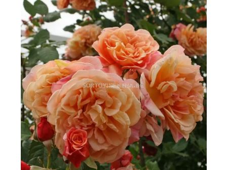 Роза Aloha® (катерлива роза), серия Klettermaxe- Kordes-1 брой - 4