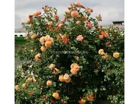 Роза Aloha® (катерлива роза), серия Klettermaxe- Kordes-1 брой - 2