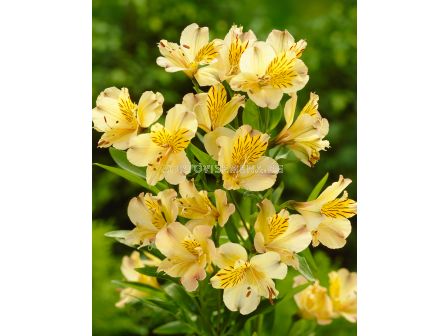 Алстромерия / Alstroemeria aurea 'Lutea' / 1 бр