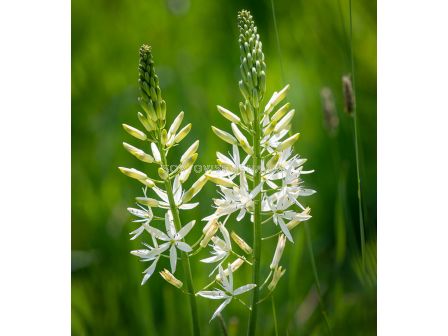Камасия leichtlinii Alba - 1 бр.