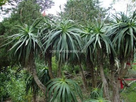 Алое вера дърво/ 1 бр