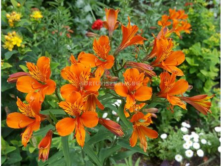 Алстромерия /Alstroemeria aurea 'Orange King'/ 1 бр