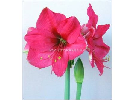 Амарилис (Hippeastrum) Pink