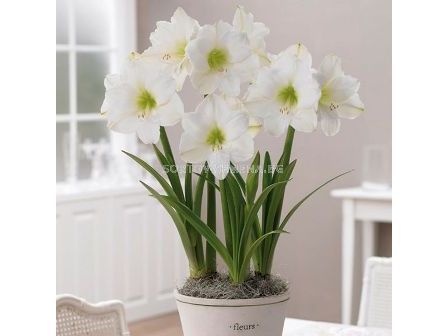 Амарилис (Amaryllis) Christmas Gift