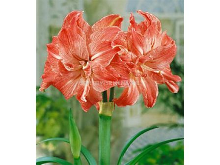 Амарилис кичест (Hippeastrum) Lady Jane