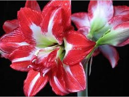 Амарилис кичест (Hippeastrum) Pasadena