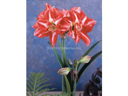 Амарилис (Amaryllis) кичест Pasadena