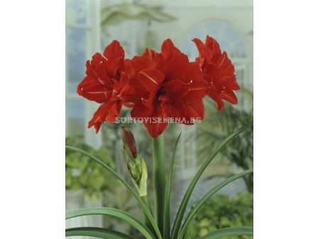 Амарилис (Amaryllis) кичест Red Peacock